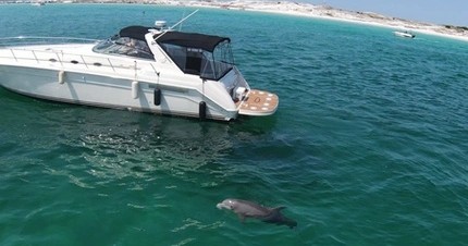 Private Sunset Dolphin Cruise