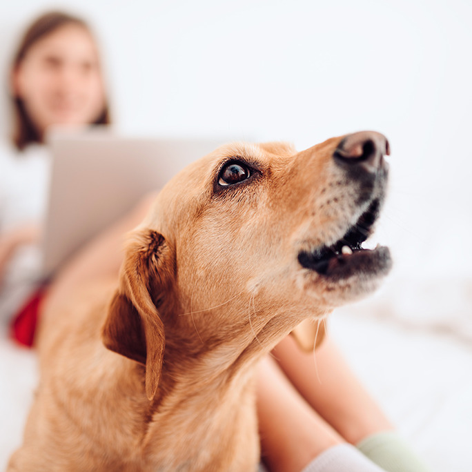 5 Items To Keep Your Dog Busy While You're On Conference Calls - DogTime