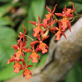 tourhub | Brightwater Holidays | Ecuador: An Orchid Lover’s Paradise 