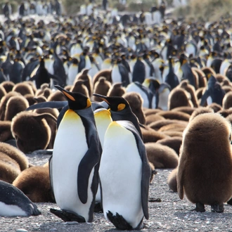 tourhub | Exodus Adventure Travels | Falklands, South Georgia & Antarctica: Explorers and Kings 