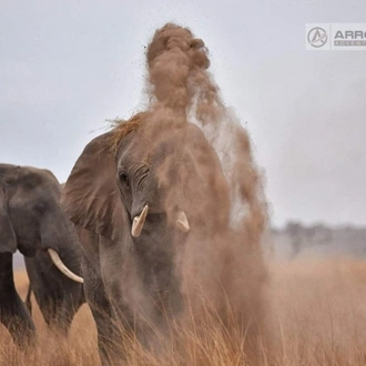 tourhub | Arrow Adventures Kenya | 8 Days Elephant Trails Safari 