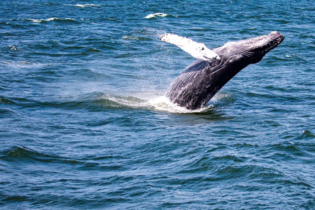 Jersey Shore Whale Watching -Belmar NJ