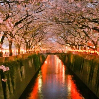 tourhub | On The Go Tours | Japan in Bloom - 14 days 