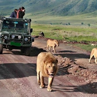 tourhub | Gracepatt Ecotours Kenya | 5Days Tanzania Camping Safari to Lake Manyara Serengeti And Ngorongoro Crater from Arusha 