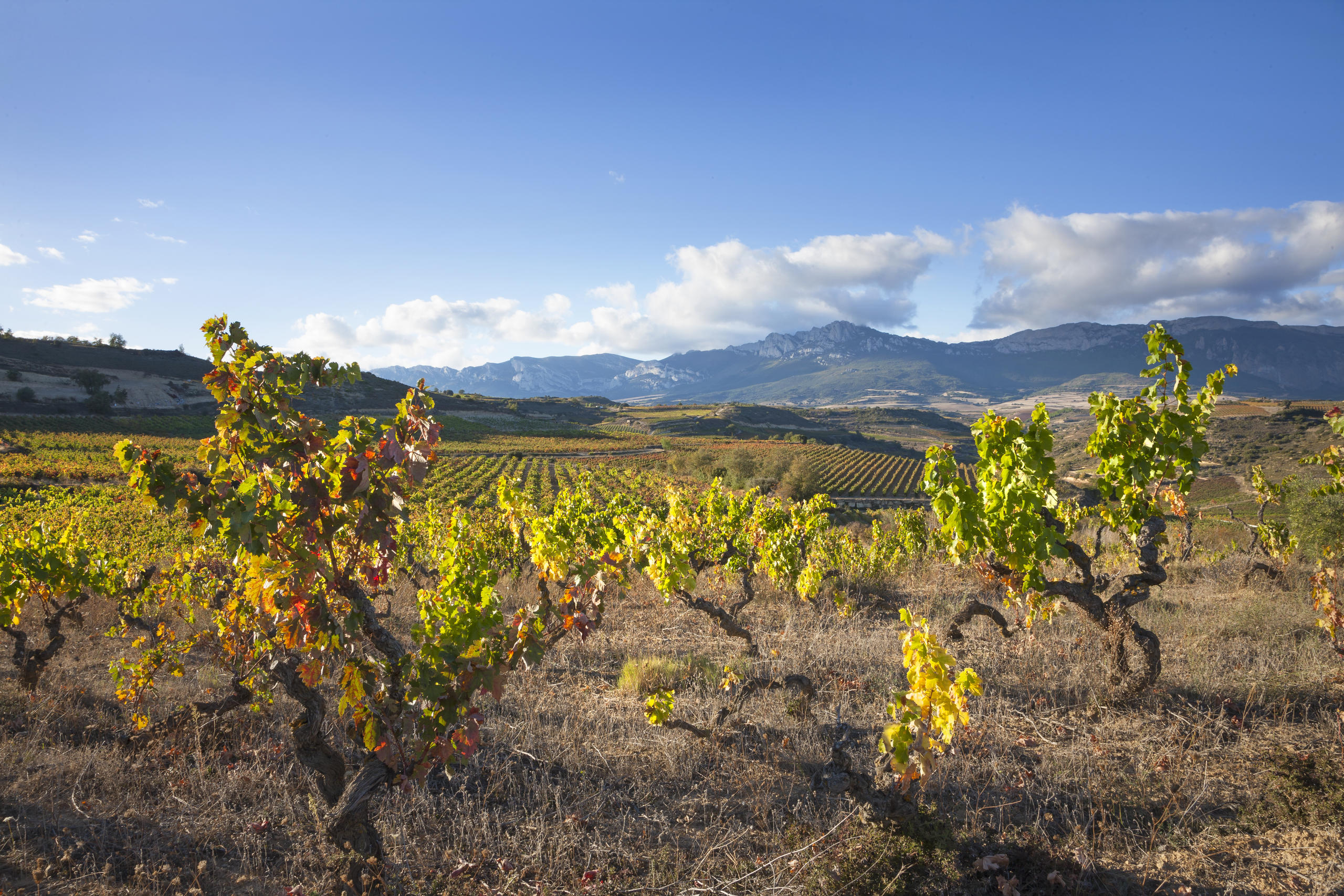 Tour de vinos Rioja: 2 Bodegas desde Vitoria en Semi-Privado con Recogida - Acomodações em Vitoria-Gasteiz