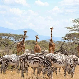 tourhub | Gracepatt Ecotours Kenya | 4 Days Best of Samburu & Lake Nakuru Wildlife Safari on 4x4 Jeep 