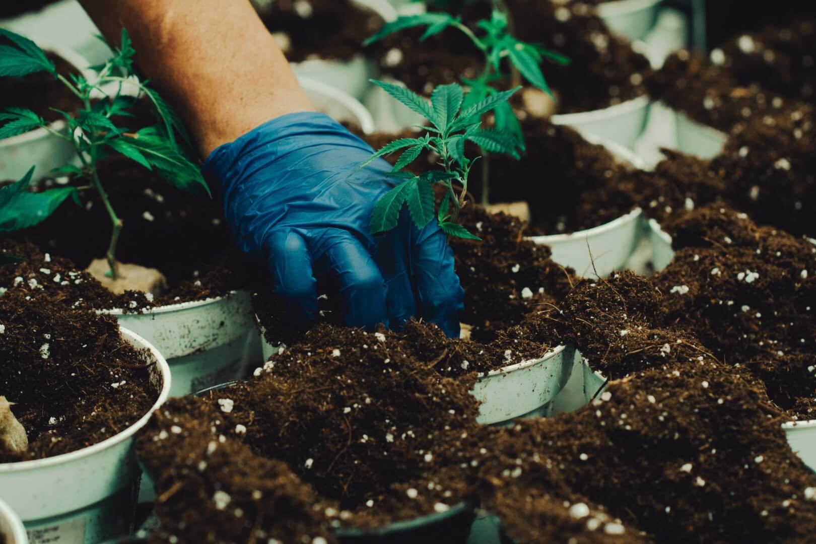 The Benefits Of Organic Soil For Autoflowers