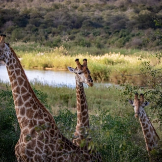 tourhub | Alaitol Safari | The Great Migration Safari 