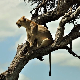 tourhub | Royal Private Safaris | 7 DAYS TEMPTING KENYA SAFARI WITH LUXURY LAKE ESCAPE 