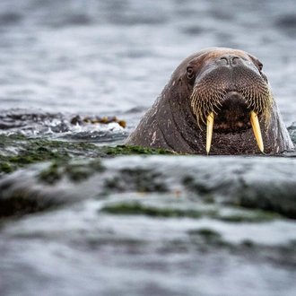 tourhub | Exodus Adventure Travels | Ultimate Arctic Voyage: From Svalbard to Jan Mayen to Iceland 