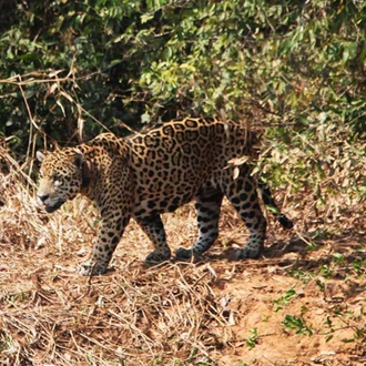 tourhub | Bamba Travel | Pantanal & Bonito Experience 6D/5N 