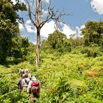 tourhub | Spider Tours And Safaris | 4 DAYS CHIMPANZEE TRACKING IN MAHALE 