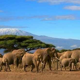 tourhub | On The Go Tours | Kenya Safari & Beach - 9 days 