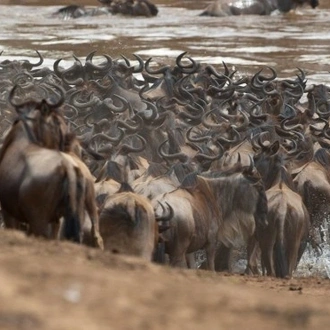 tourhub | Widerange African Safaris | Best 6 days Serengeti Migration Mara River Safari Tour Packages 