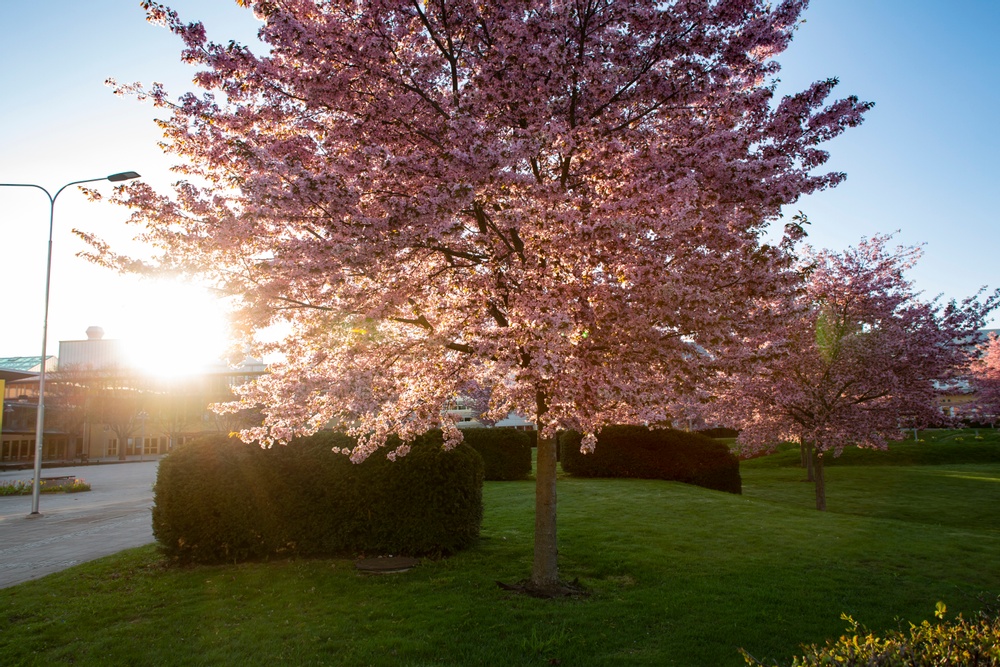 Morgonsol lyser genom rosablommande körsbärsträd
