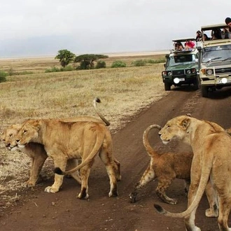 tourhub | Gracepatt Ecotours Kenya | 5Days Tanzania Camping Safari to Lake Manyara Serengeti And Ngorongoro Crater from Arusha 