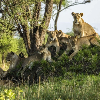 tourhub | Alaitol Safari | Tanzania: Serengeti to Zanzibar 