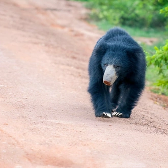 tourhub | Ceylon Travel Dream | 07 Day Blue Whales and Wildlife Safari 