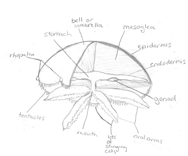 jellyfish diagram for kids