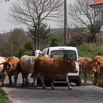 tourhub | Bamba Travel | Camino de Santiago Walking Experience 7D/6N (from Sarria) 