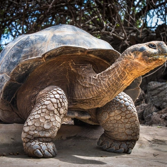 tourhub | Ecuador Galapagos Travels | 8 Days Galapagos Island Hopping in Santa Cruz and Isabela 