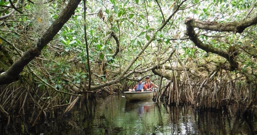 Private Everglades National Park Guided Kayak Eco Tour