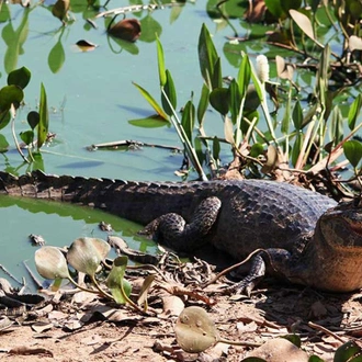 tourhub | Bamba Travel | Pantanal & Bonito Experience 6D/5N 