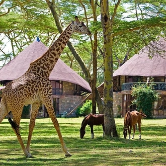 tourhub | Gracepatt Ecotours Kenya | 5 Days Hell's Gate, L. Naivasha, L. Nakuru & Masai Mara Luxury Safari 