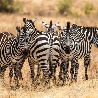 tourhub | Mbega African Safaris | 3-Days Tanzania Safari, Tarangire, Ngorongoro, Lake Manyara 