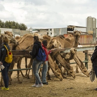 tourhub | Jee Tours | 10-Day Jodhpur, Jaisalmer, Bikaner, Jaipur & Agra Tour with Mandawa Town. 