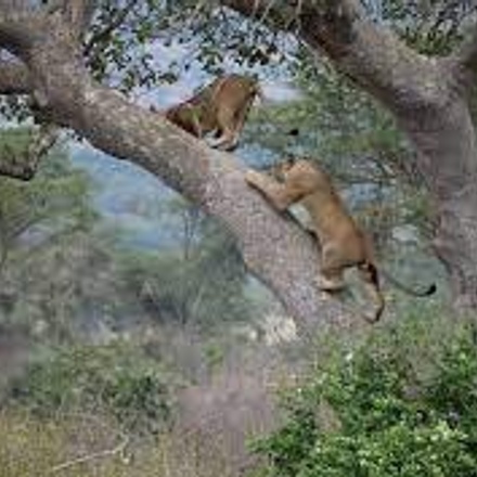 6 Days Uganda Primate Safari