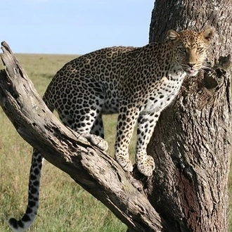 tourhub | Tanzania Royal Tours and Safaris | 6 Days Tanzania Luxury Serengeti tours 