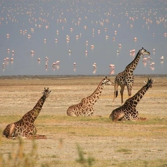 tourhub | Gracepatt Ecotours Kenya | Private 5 Days Mount Kenya, Lake Nakuru & Masai Mara Wildlife Safari  