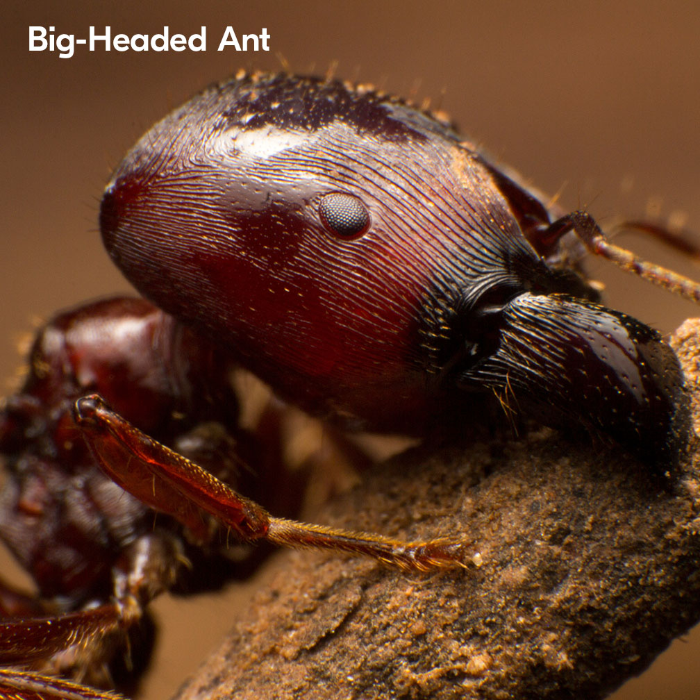 Big-Headed Ants In South Africa 