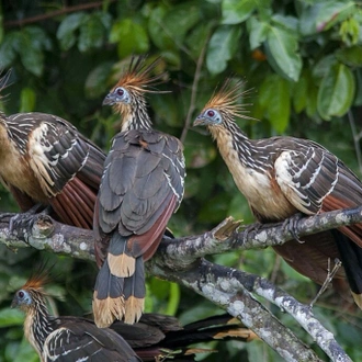 tourhub | Ecuador Galapagos Travels | 4 Days Amazon Lodge Cuyabeno Reserve 