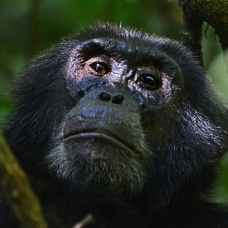 tourhub | Verdoro Safaris | 4 Day Tour Kibale Forest National Park and Gorilla Trekking 