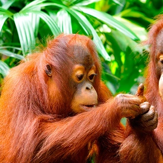 tourhub | Intrepid Travel | Indonesia Expedition: Orangutans of Kalimantan  