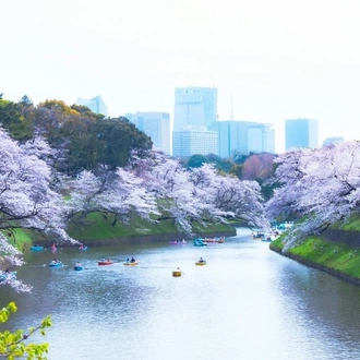 tourhub | Tweet World Travel | Japan Cherry Blossom Tour: Cherry Blossom Viewing In Japan 