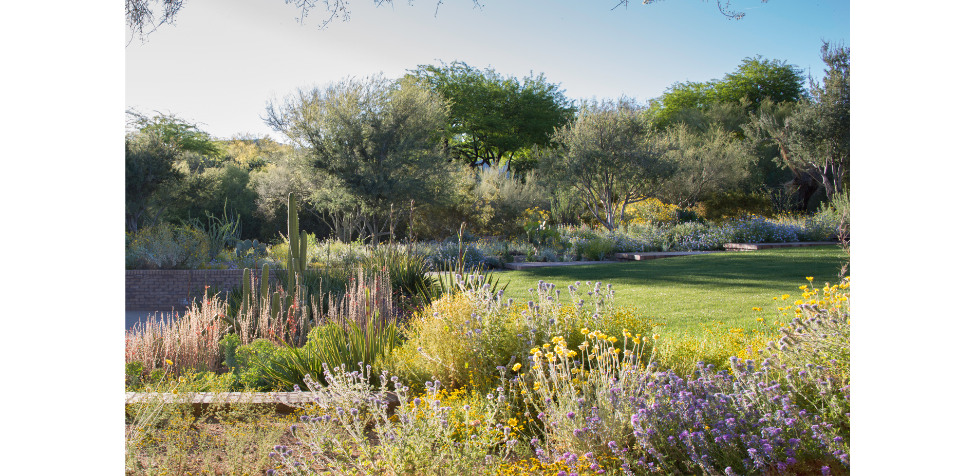 Desert in Bloom