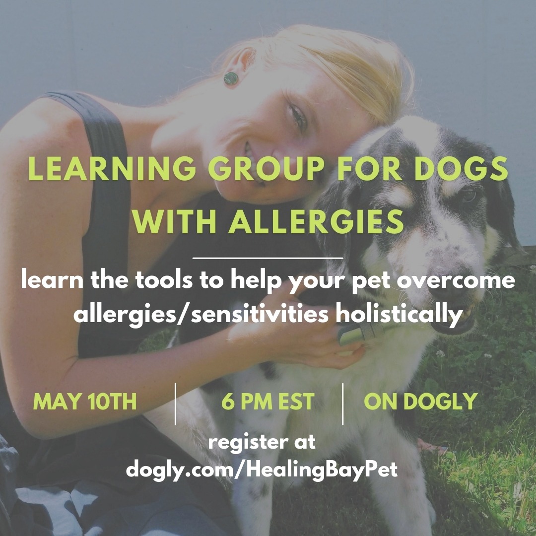 how-to-overcome-allergies-in-dogs-by-strengthening-immune-system-dogly