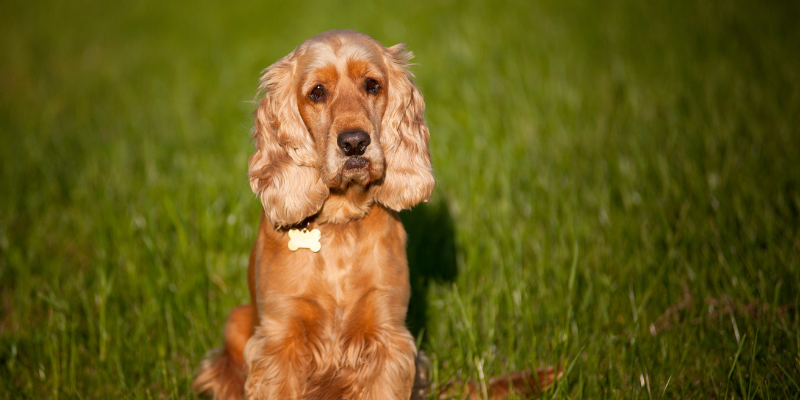 Best Brush for a Cockapoo - Doodle Pooch Designs