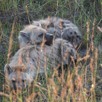 tourhub | Exodus Adventure Travels | Gorillas & Masai Mara - Camping 