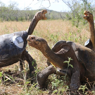 tourhub | Ecuador Galapagos Travels | 10 Days Galapagos Islands (Santa Cruz - Isabela) 