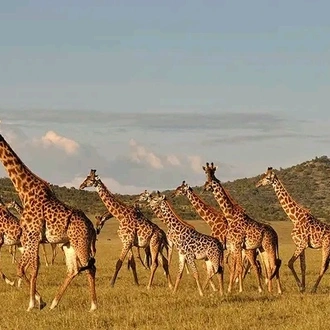 tourhub | Johnbow Tours and Travel | 4-Days Safari Masai Mara & Amboseli National Park 