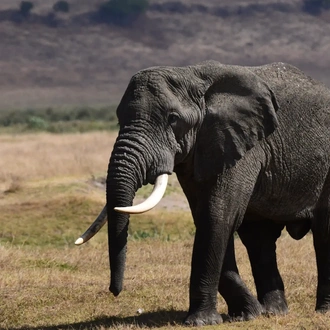 tourhub | Tanzania Wildlife Adventures | Elephant Safari Discover 