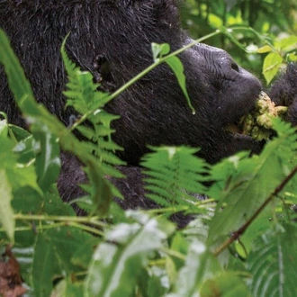 tourhub | G Adventures | Journeys: Wild Encounters in Rwanda 