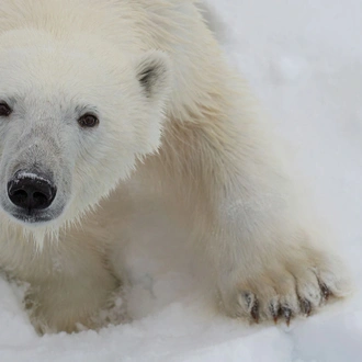 tourhub | Intrepid Travel | Spitsbergen Circumnavigation: A Rite of Passage 