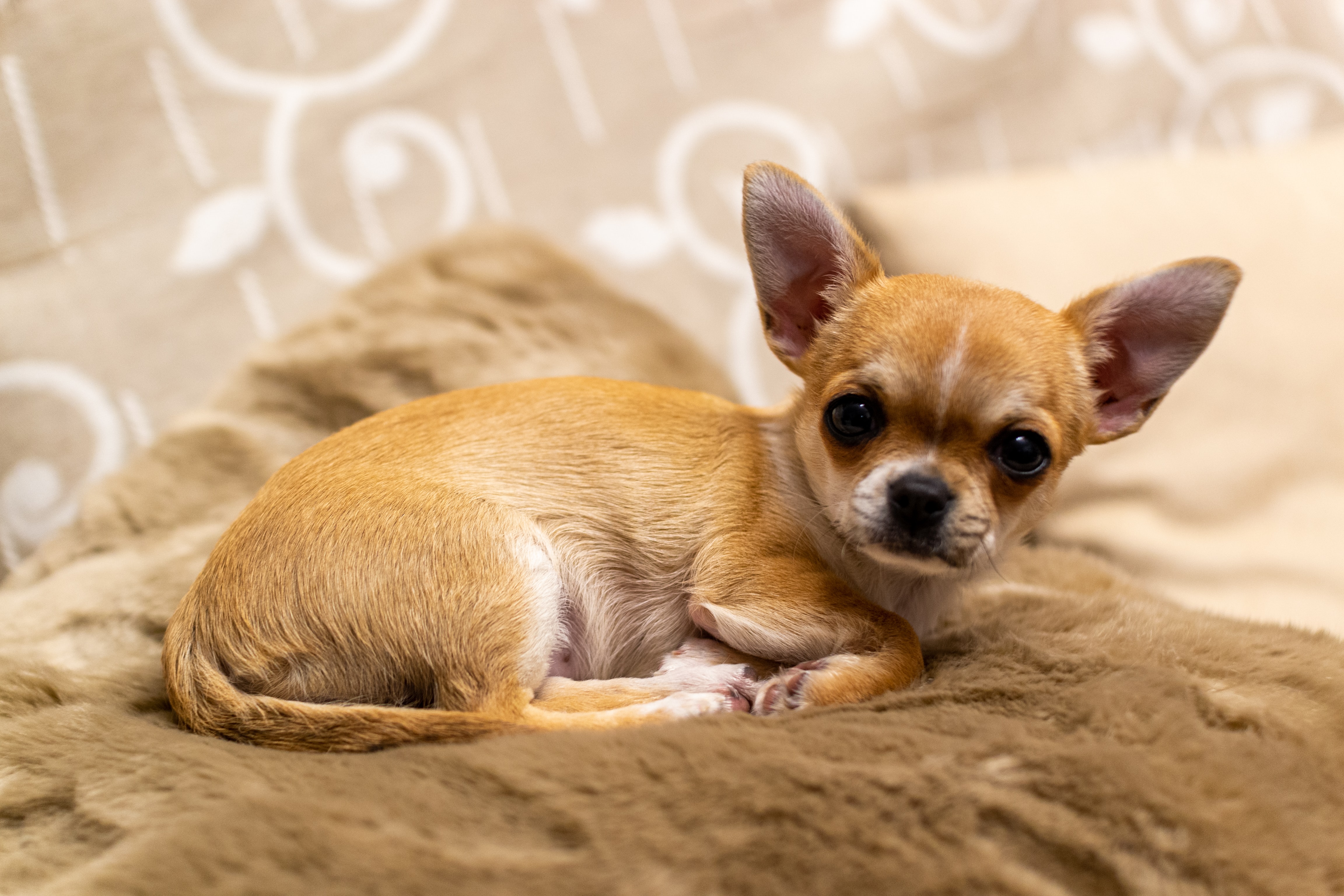 Chihuahuas for Small Children: Are They Good as Pets?