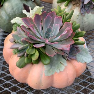 Pumpkin & Succulent