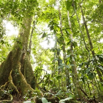 tourhub | Ecuador Galapagos Travels | 5 Days Amazon Lodge Cuyabeno Reserve 